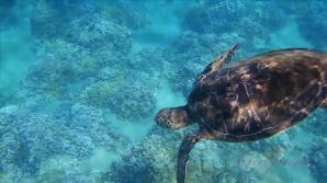 Victoria snorkels with the turtles!